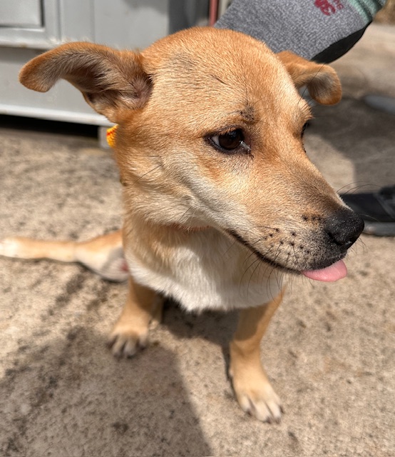 종료(자연사) 믹스…